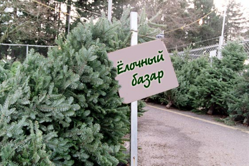 Полиция борется с незаконными точками по продаже елок в Волгодонске