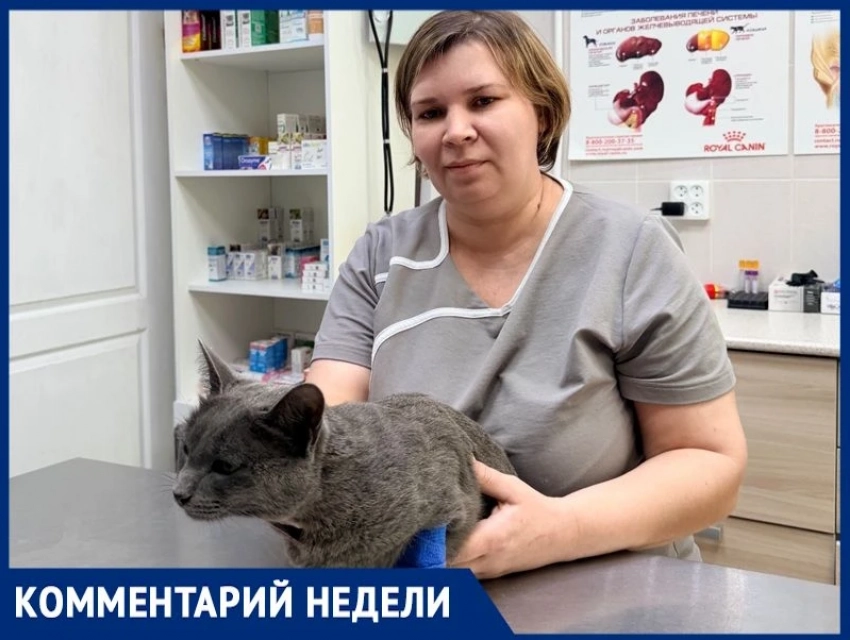 «Чем больше кошка пьет, тем меньше рисков»: ветеринар Дарья Руденко о водном балансе питомцев