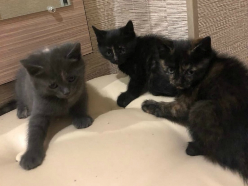 Трое чудесных котят, живущих с мамой-кошкой в подъезде, ищут дом и любящих хозяев 