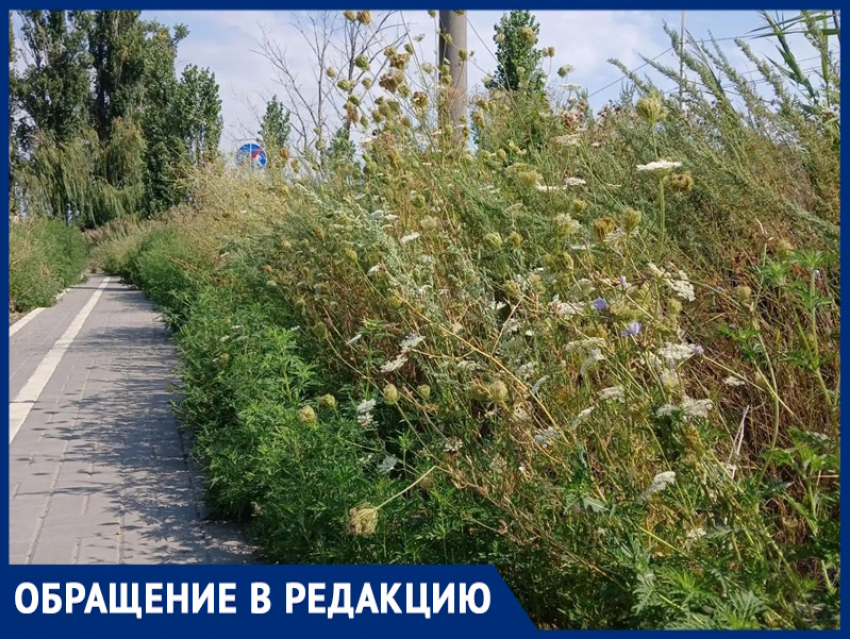 «Это борщевик?»: велодорожку в сторону Шлюзов разобрали неизвестные, а на месте плиток появились подозрительные растения 
