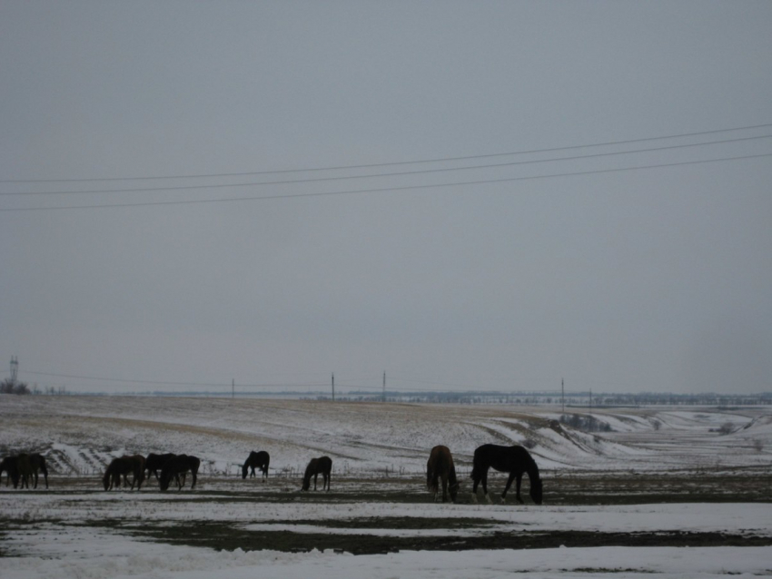 Волгодонскому табуну буденовской скаковой породы снова требуется помощь