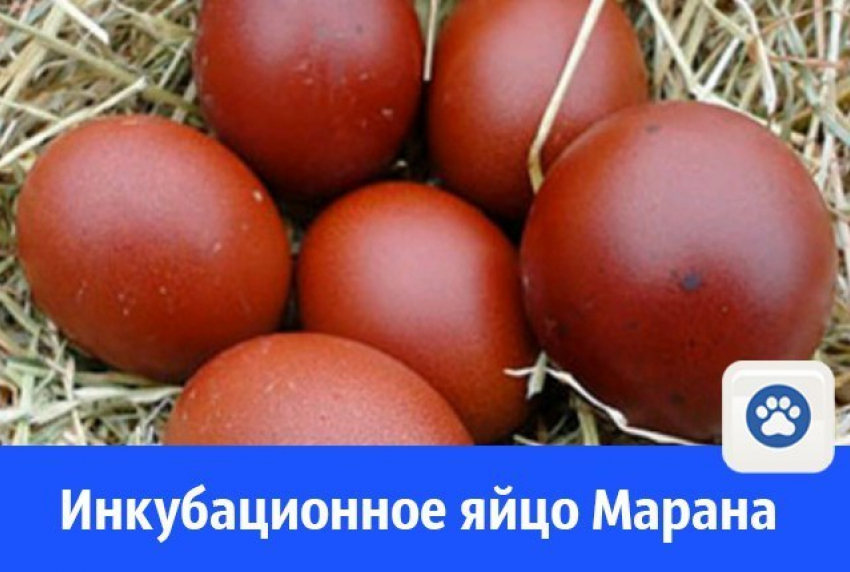 Яйца марана продают в Волгодонске по 100 рублей за шт
