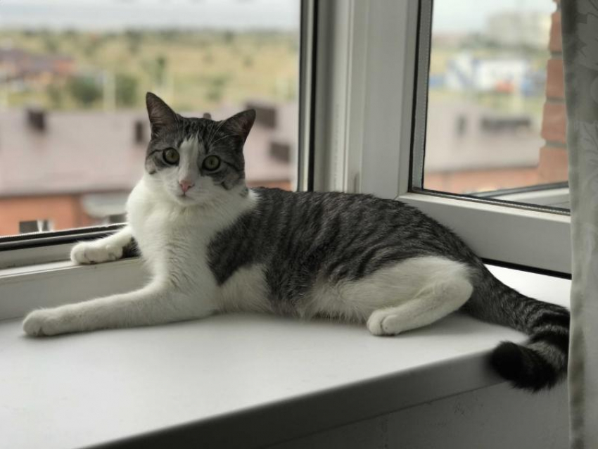 Все необходимое для ваших любимых питомцев можно купить в одном месте 