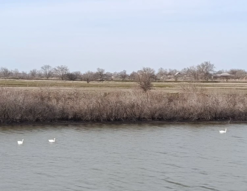 Рекордное количество лебедей прилетело выводить птенцов на реке Малая Куберле 