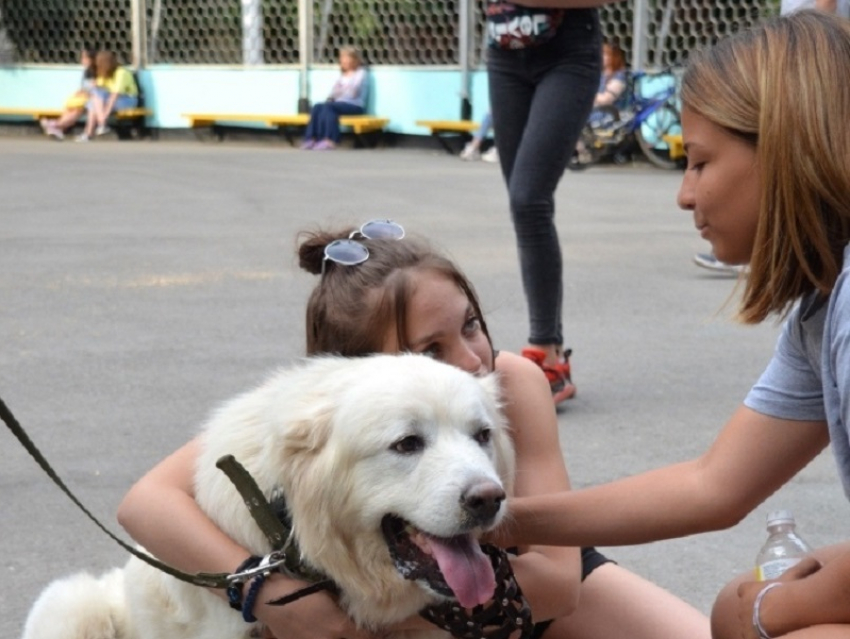 Волгодонцы  собрали более 15 тысяч рублей для бездомных животных