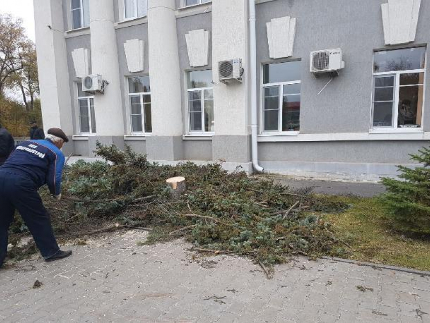 Трехметровые голубые ели из Адыгеи высадят вместо срубленных деревьев у администрации Волгодонска