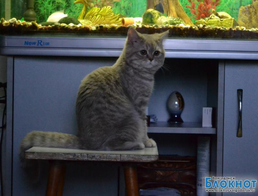 Маркиза - 79-я участница конкурса «Самый красивый кот Волгодонска»