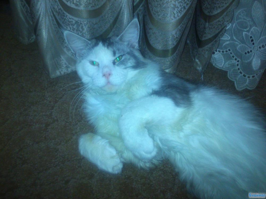 Ара - 61-й участник конкурса «Самый красивый кот Волгодонска»