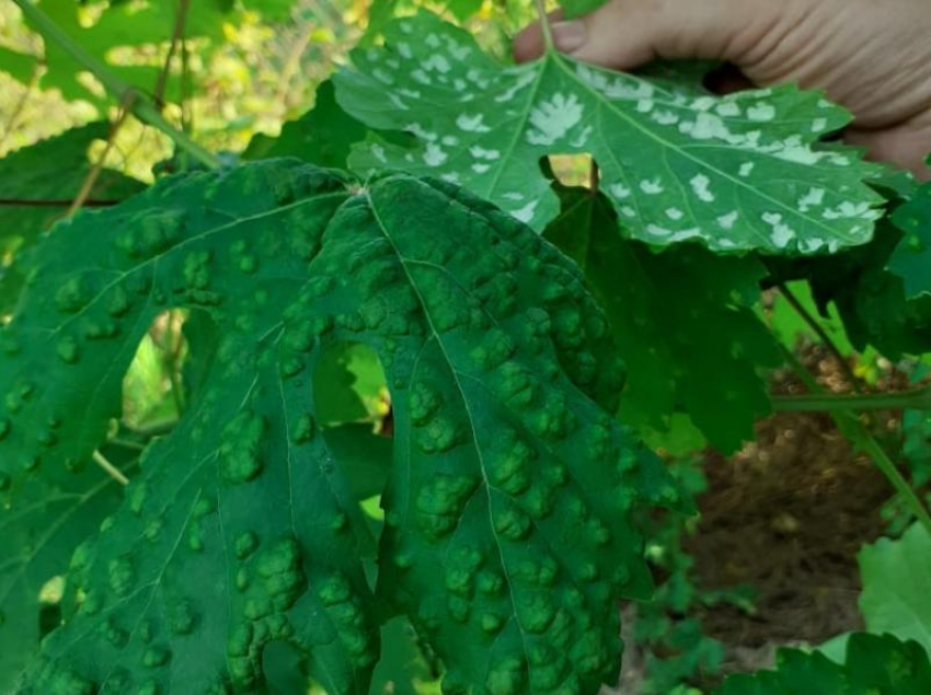 Войлочный зудень или почему появляются вздутия на листьях винограда