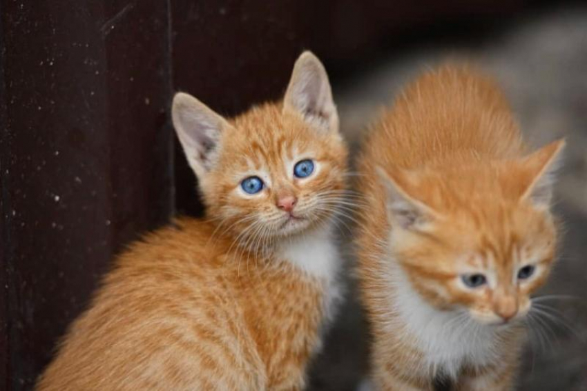 Приносящим в дом счастье рыжим котятам ищут дом в Волгодонске