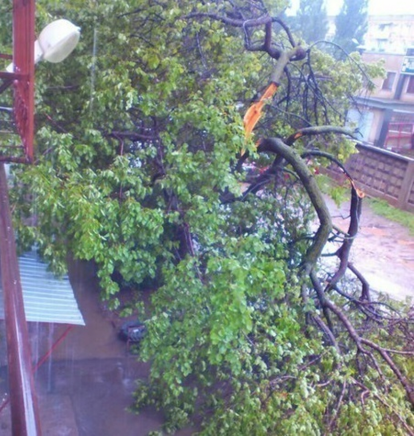 В Волгодонске упавшее дерево «замуровало» жителей в доме