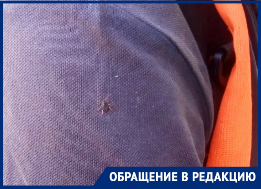 Клещи атаковали сквер «Дубравушка» в Волгодонске 