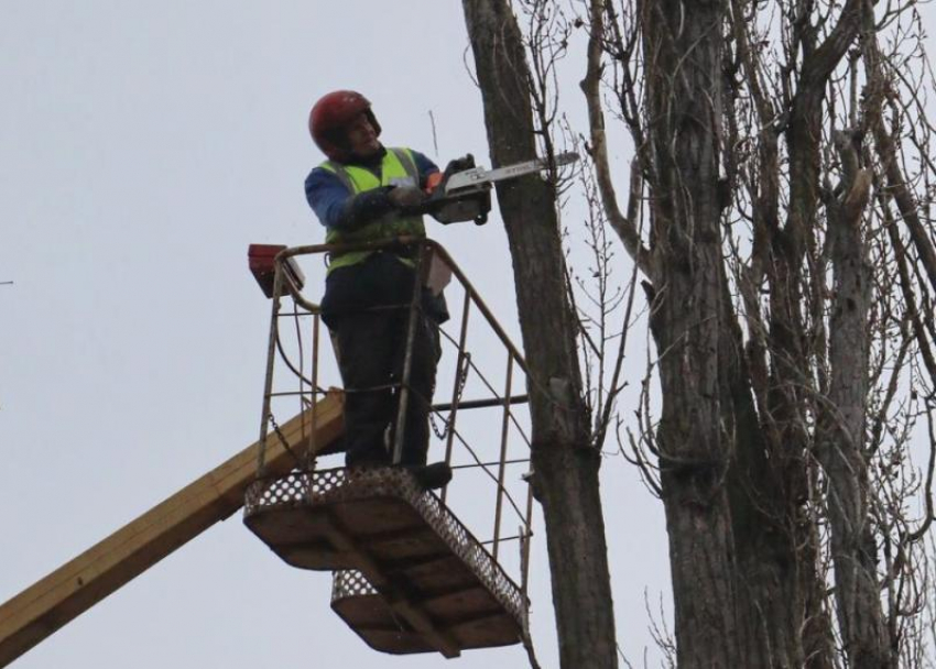 Специалисты отдела охраны окружающей среды развенчали слухи о вреде зимней обрезки деревьев