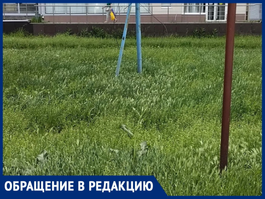 «Аллергики же просто задохнутся!»: горожанка шокирована травой по колено в центре города