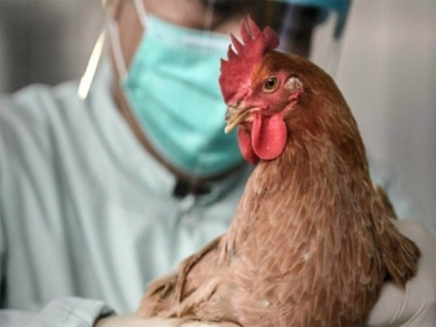 Карантин по птичьему гриппу, введенный недалеко от Волгодонска, был снят