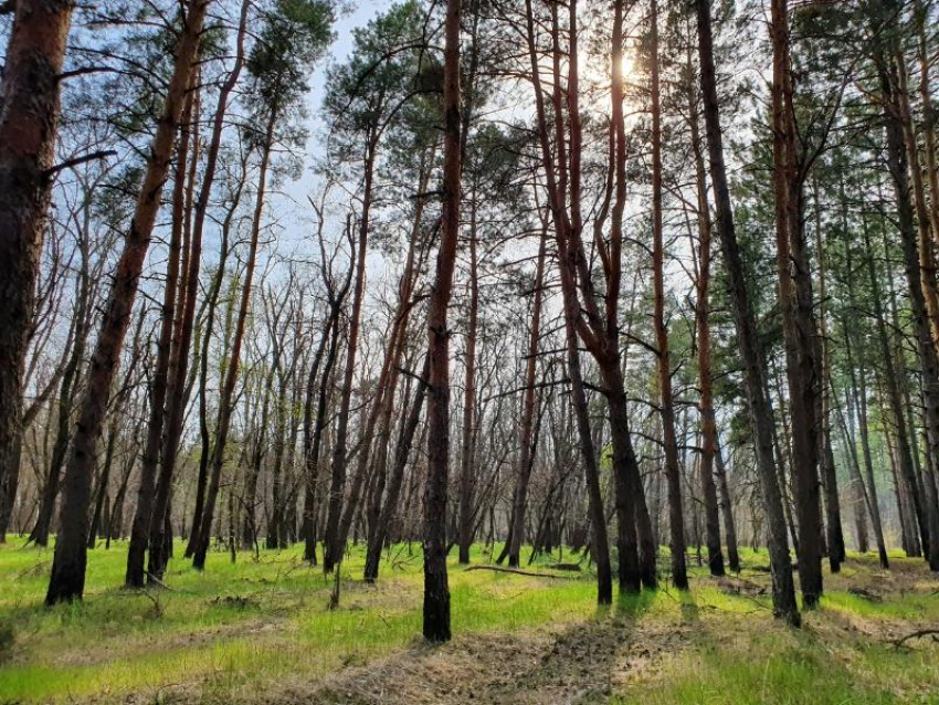 В Волгодонске введен временный запрет на пребывание в лесах 