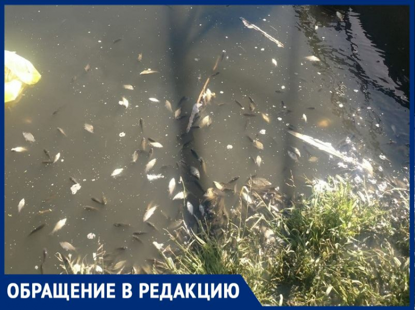 «В пруду на В-25 из-за канализационных стоков погибла рыба»: волгодонец 
