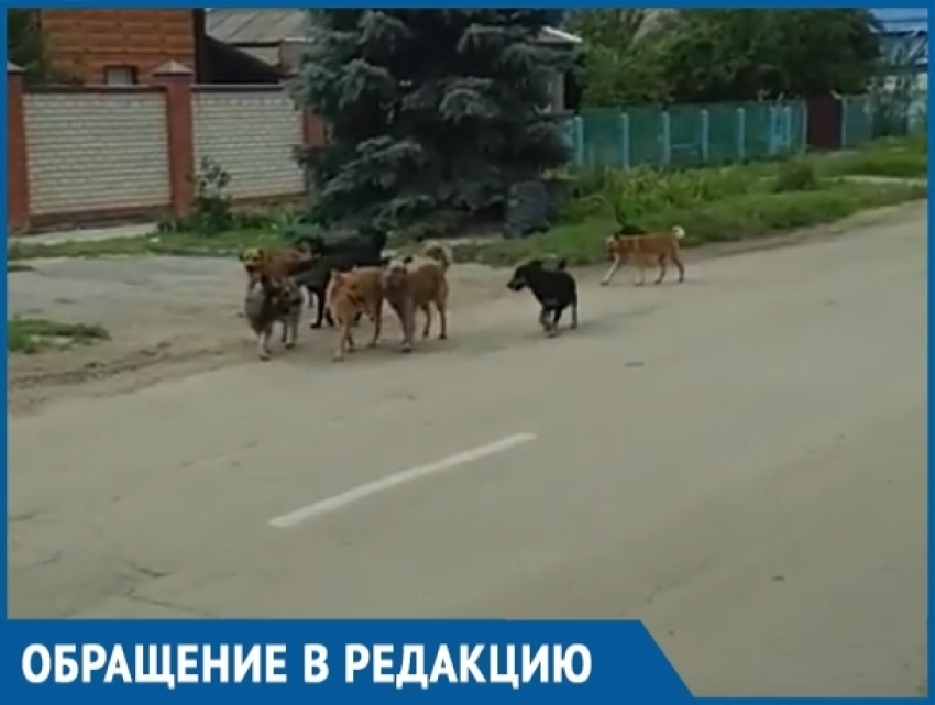 Стая бездомных собак из девяти особей пугает жителей переулка Вокзального