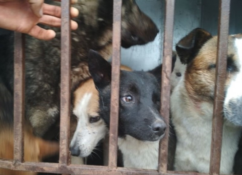 Штраф до 5 тысяч рублей: в Волгодонске запретили разводить собак на балконах и обязали выгуливать их 2 раза в сутки 