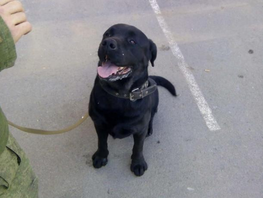 На протяжении двух дней в Волгодонске разыскивали собаку-сапера