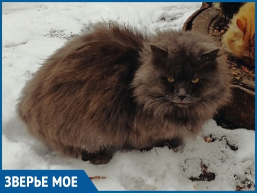 Около пяти месяцев брошенный хозяевами исхудавший кот пытается выжить в Волгодонске