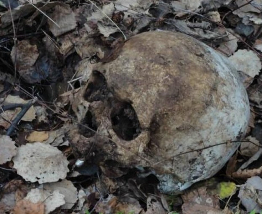 Человеческий череп нашли возле Яхт-клуба в Волгодонске