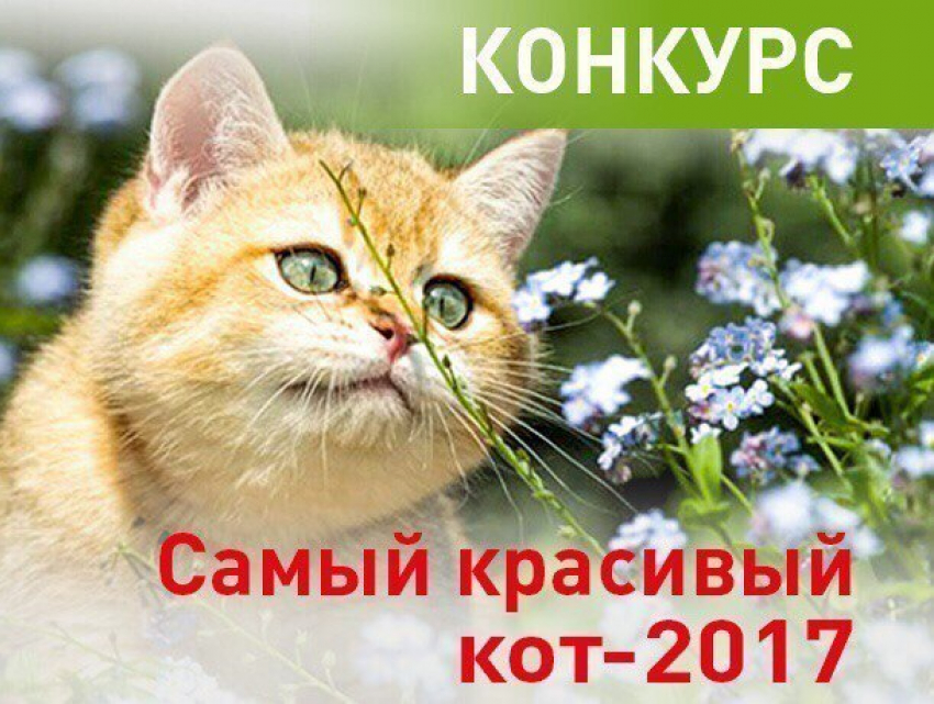 Внимание! Голосование в конкурсе «Самый красивый кот-2017» стартует 16 апреля