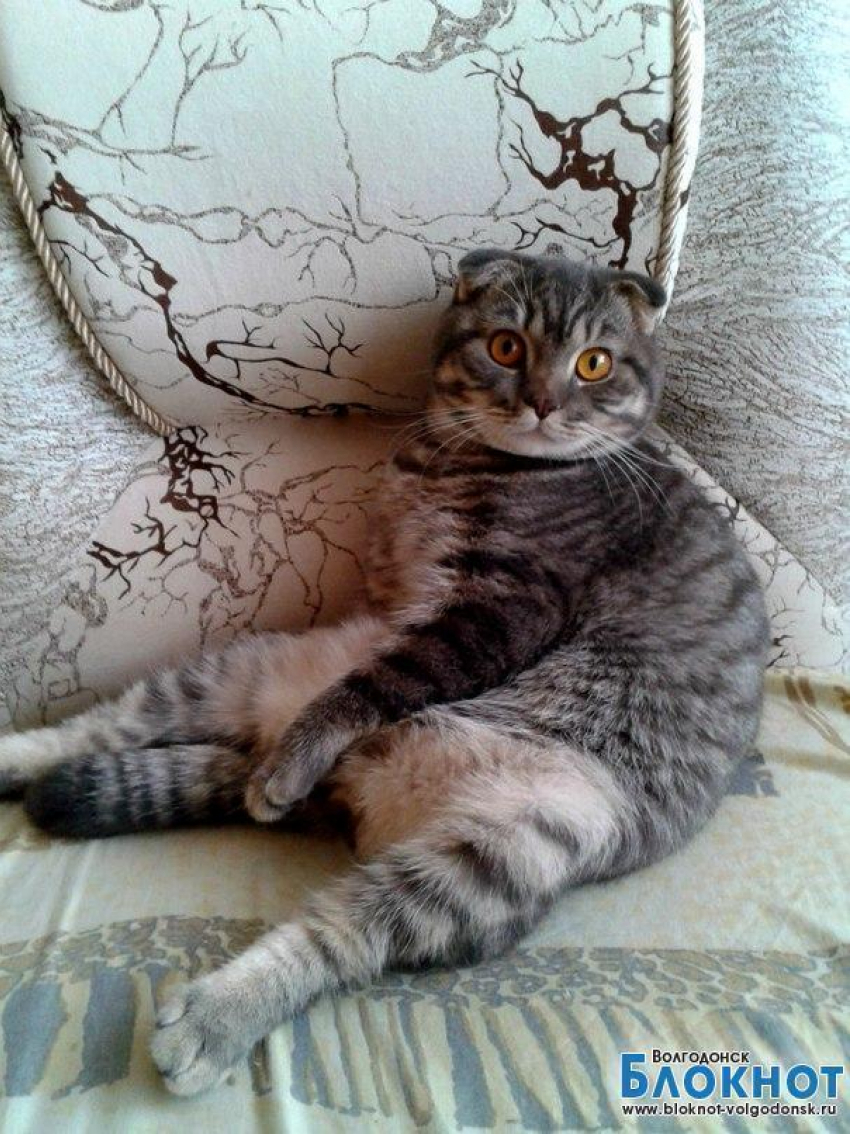 Марсель - 77-й участник конкурса «Самый красивый кот Волгодонска»