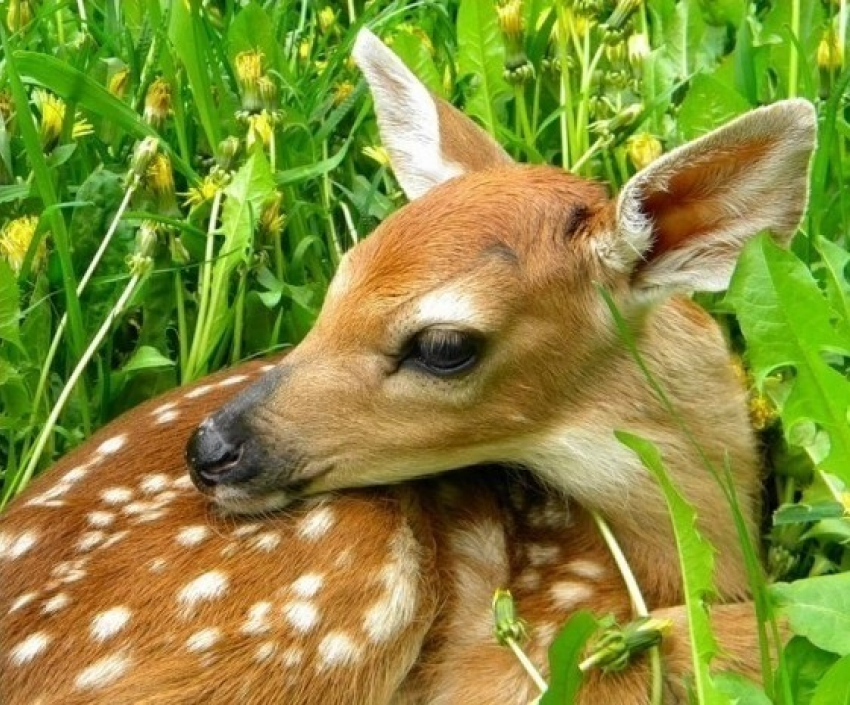 Под Цимлянском разрешили застрелить 10 косуль