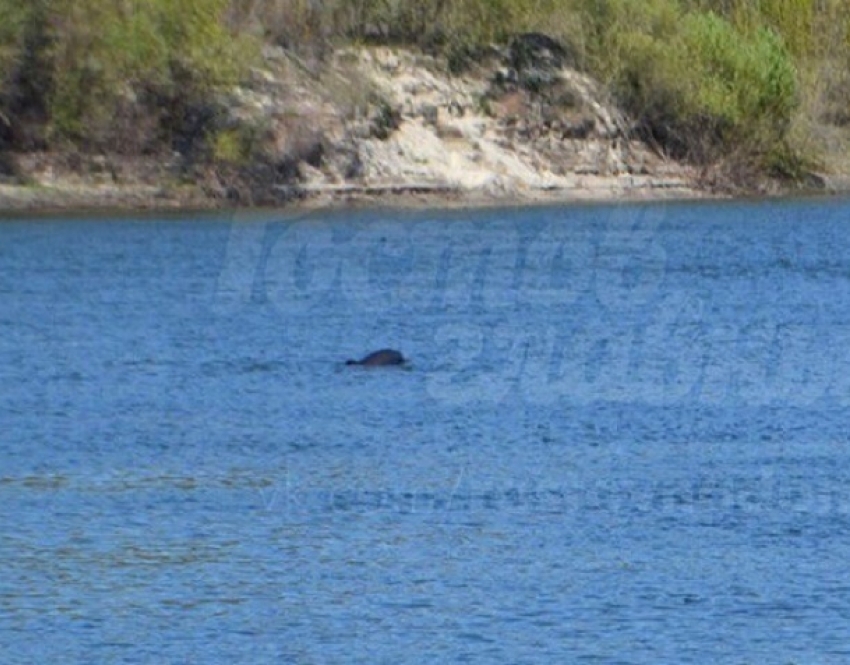 Дельфины в Дону в ста километрах от Волгодонска попали на видео