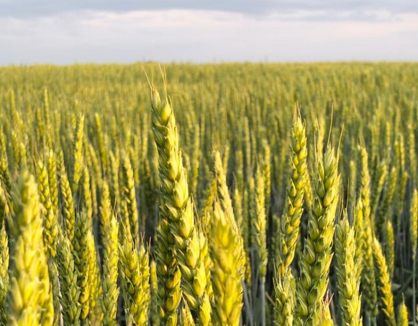 «Купец»: Богатый урожай начинается здесь