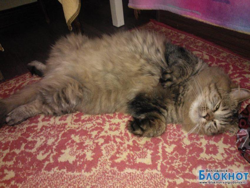Гоша — тридцать шестой участник конкурса «Самый красивый кот Волгодонска»