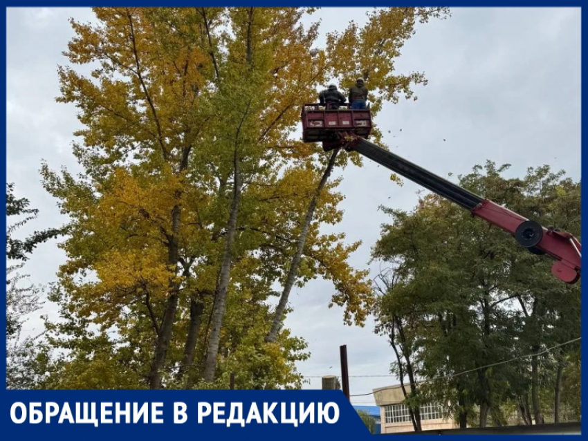 «Губернатор запретил, а они пилят!»: волгодончанка возмущена тем, что от многолетних деревьев оставляют высокие пни