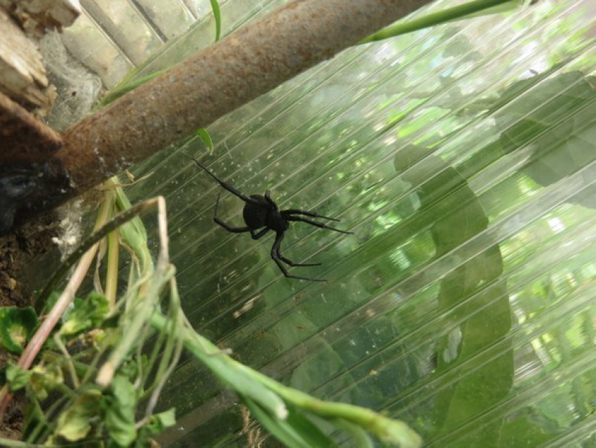 В Волгодонске продолжают находить смертельно опасных пауков вблизи домовладений