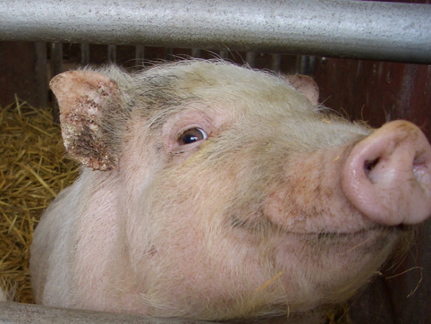 На съезде с трассы Цимлянск - Шахты появился пост борьбы с чумой свиней