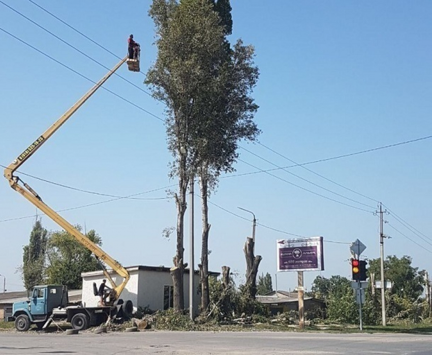 Волгодонцы в шоке: город лишается деревьев