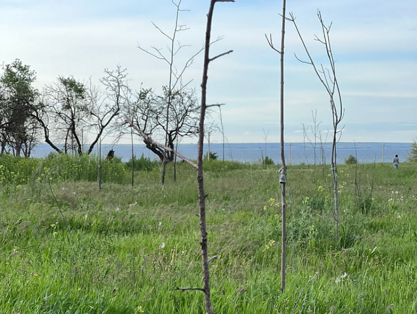 «Ростовскому ДСУ» направлена претензия о замене сухостойных деревьев в районе набережной на жизнеспособные 