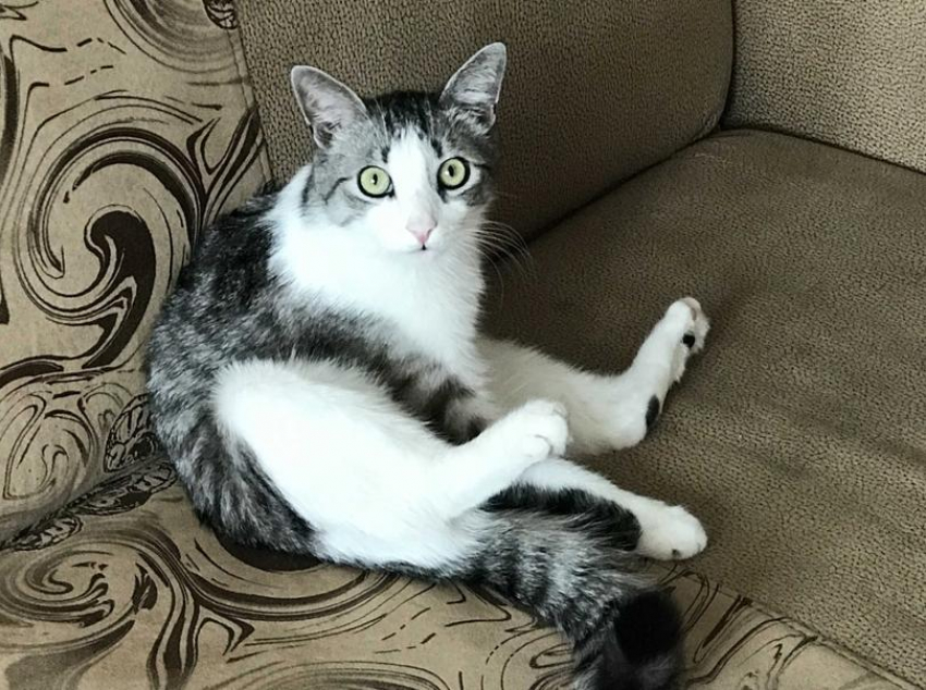 В Волгодонске пройдет день льготной стерилизации животных-компаньонов