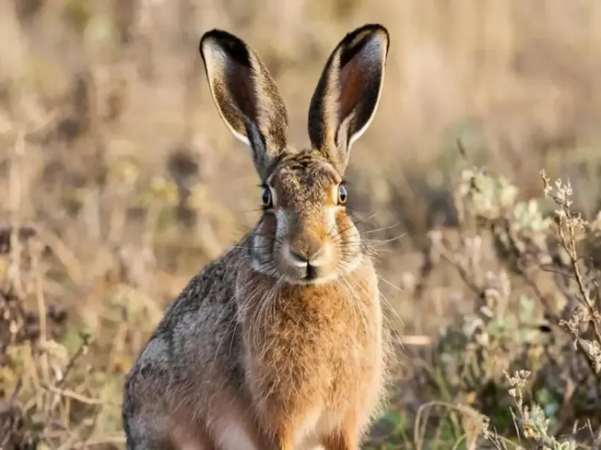1 февраля в Волгодонске завершается сезон охоты на зайца-русака