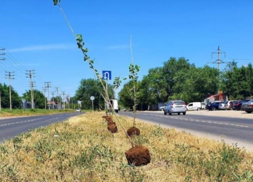 Пересадку 400 тополей с улицы Прибрежной перенесли с весны на осень 2022 года