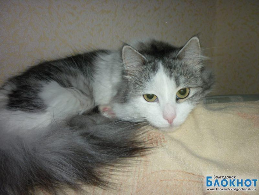 Кот ученый - 60-й участник конкурса «Самый красивый кот Волгодонска»