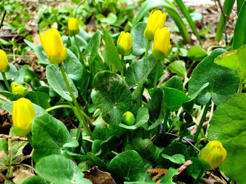 До +19 градусов прогреется воздух в последний день марта в Волгодонске 