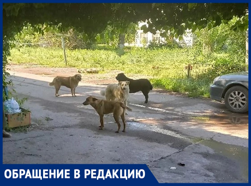 «Пять громадных голодных собак бросаются на людей»: жительница Волгодонска о ситуации на улице Ленина 