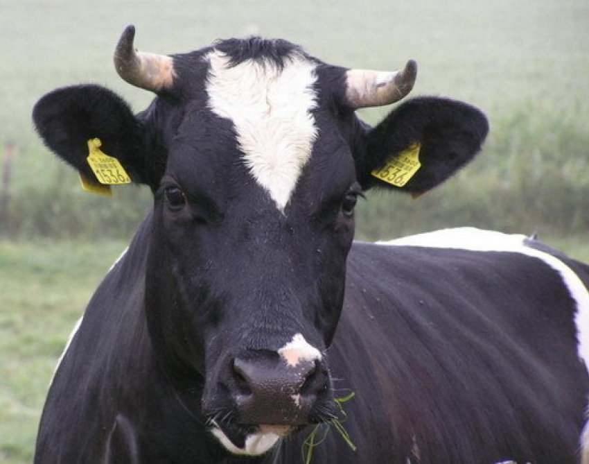 Под Волгодонском похищение элитной коровы пресекли случайные свидетели