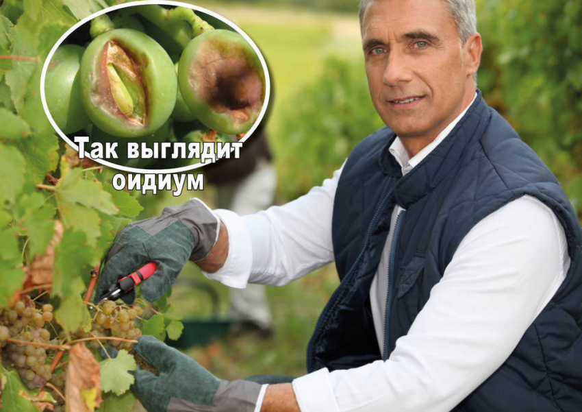 В Волгодонске на виноград напал ОИДИУМ