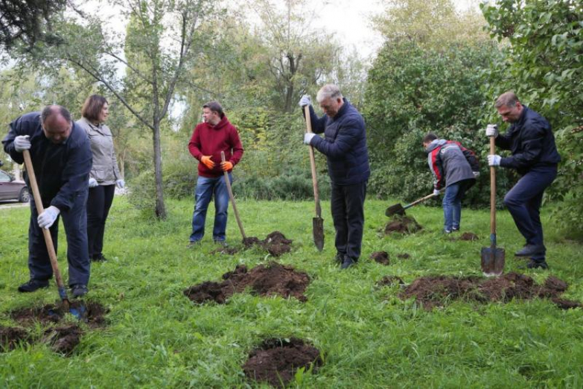 В дни древонасаждений в Волгодонске планируют высадить 650 деревьев и кустарников