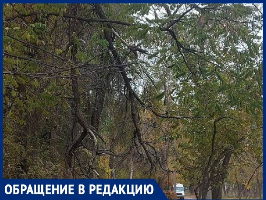 «Видимо ждут трагедии»: волгодончанка жалуется на свисающие ветки возле школы