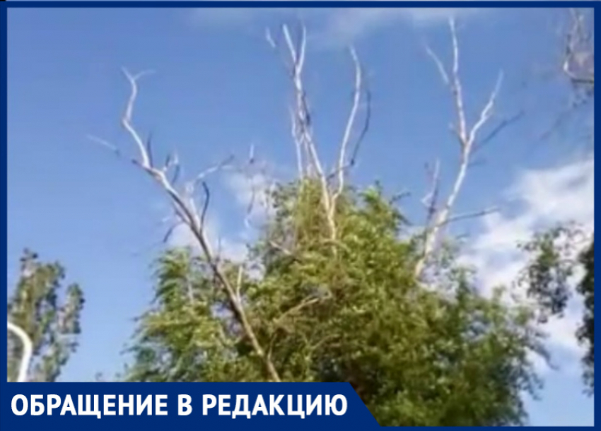 «Опасные сухие ветки свисают над новой скамейкой на БВП»: волгодонцы 