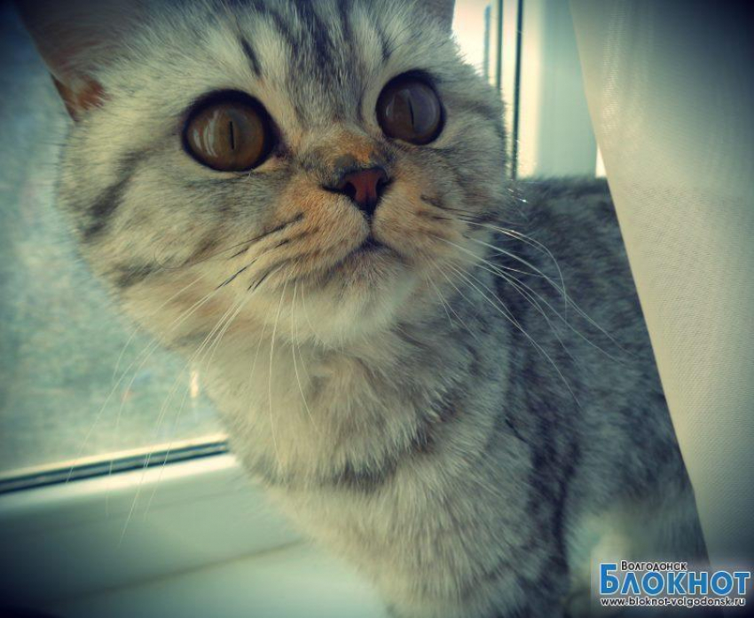 Бусинка — девятнадцатая участница конкурса «Самый красивый кот Волгодонска»