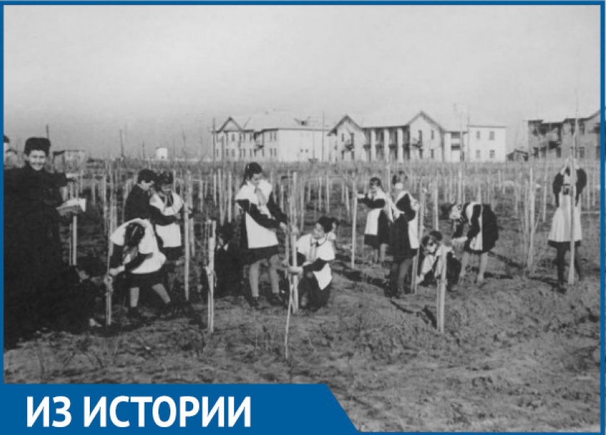 Волгодонск хотели превратить в город сплошных фруктовых садов 